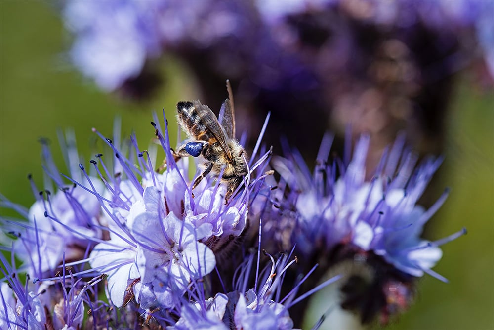 Vergers alliance Perlim-Meylim, fleurs et abeille