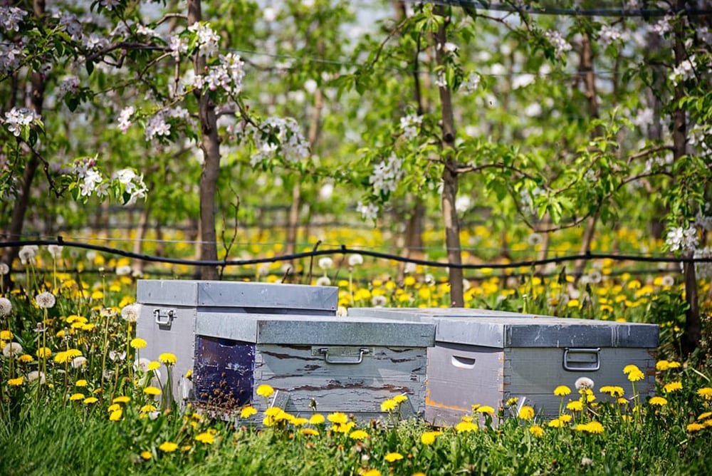 Les ruches dans les vergers alliance Perlim-Meylim